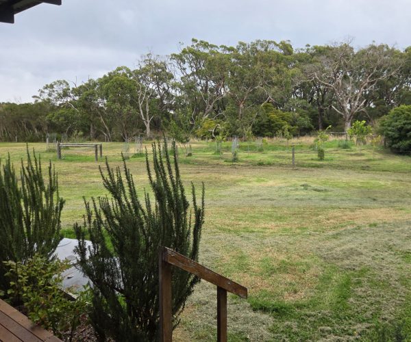 backyard1